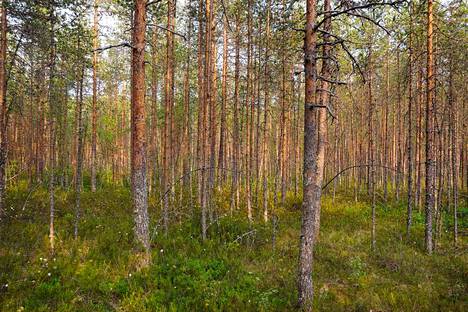 Euroopan unionin metsästrategialuonnoksessa esitetään metsien suojelun radikaalia lisäämistä ja avohakkuukieltoa. Kuvassa mäntymetsää Leppävirralla.