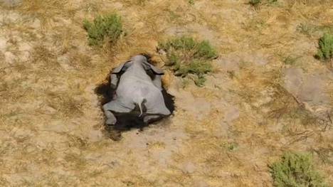 Eläimet | Mikä aiheutti satojen norsujen äkkikuoleman? Tutkijat saattavat olla ratkaisun äärellä