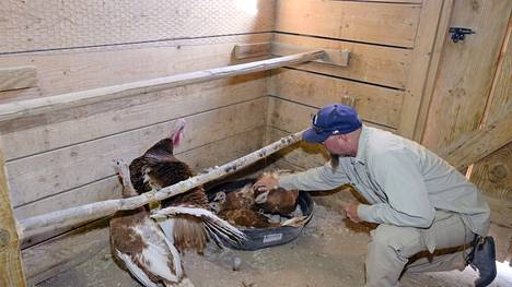 Maanviljelijä David Jenks tutki lintuinfluenssan takia sisätiloihin siirrettyjä lintuja tilallaan New Mexicossa Yhdysvalloissa huhtikuussa 2022.