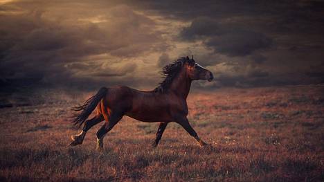 Johanna Sjövall voitti vuoden 2020 Fotofinlandia-kilpailun kuvasarjallaan Magic of Horses.
