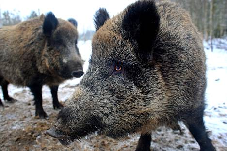 Wild boar have wild-type African swine fever, which is feared to spread to the pig industry.  This duo is safely in the owner's enclosure.