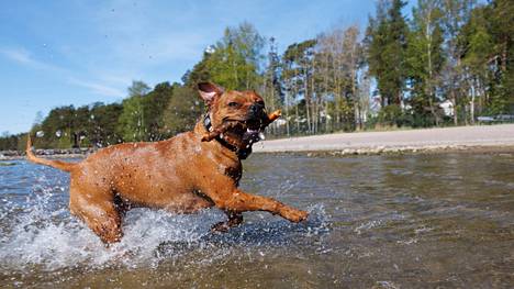 Nuppu-koira nautti vedestä Toppelundin koirauimarannalla torstaina.