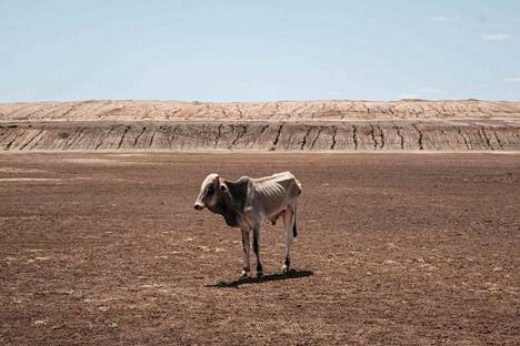 Riutunut lehmä seiso neljä kuukautta kuivuneena olleen vesialtaan pohjalla Etiopian rajakaupungissa Irestenossa 1. syyskuuta.