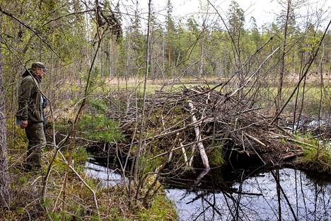 Evon ulkoilualueella Kanta-Hämeessä on lukuisia majavien patoamia ojia ja jokia ja suuria pesiä.
