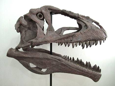 A reconstruction of the skull of Meraxes gigas shows the folds and grooves on it.