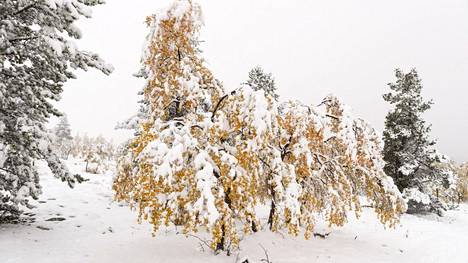 Sää | Pohjois-Lappiin voi loppuviikosta sataa jopa yli 30 sentin lumipeite