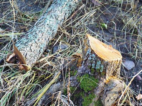 There is a sawn trunk left of the Koukkuniemi tree.  The tree has been left lying on the ground. 