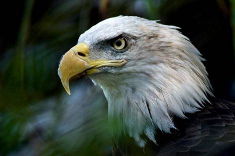 Yhdysvallat heikentää uhanalaisia eläimiä koskevaa lakia, muutoksen  pelätään nopeuttavan sukupuuttoja - Ulkomaat 