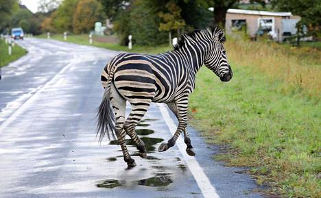 Seepra juoksenteli autotiellä pakomatkallaan sirkuksesta Thelkowin kylän liepeillä Koillis-Saksassa keskiviikkona.