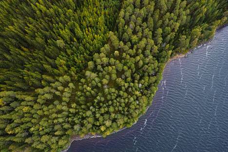 Tämä metsä kasvaa Jylhänniemessä Keurusselän rannoilla Keski-Suomessa.
