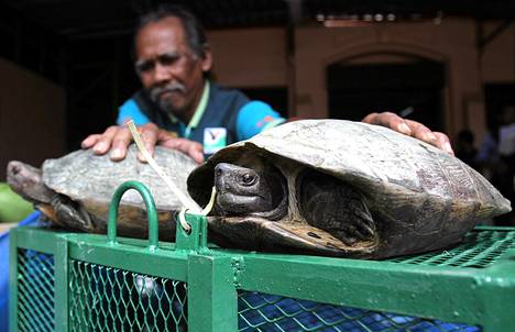 Malesian viranomaisten takavarikoimia kilpikonnia Georgetownissa Penangissa perjantaina.