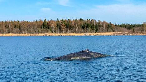 Uusi havainto ryhävalaasta Viipurinlahdella – Tutkijan mukaan on hyvin mahdollista, että Pohjanlahdella aiemmin havaittu Lotta on uinut yli 800 kilometrin päästä
