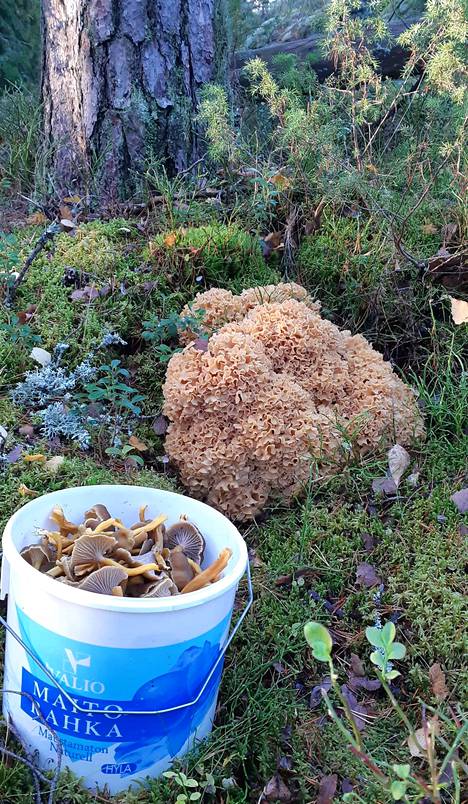 Petra Wilkman löysi Sipoon metsästä herkkusuiden himoitseman 3,5-kiloisen  sienen: ”Olin jo melkein autolla, mutta sitten käännyin takaisin” - Kerava  