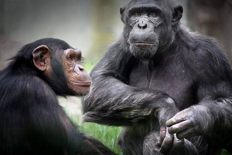 Simpanssi on läheistä sukua nykyihmiselle.