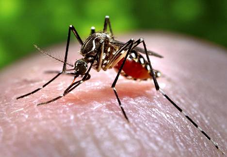 Zikavirusta levittää Aedes Aegypti -hyttynen, mutta se tarttuu myös ihmisestä toiseen.