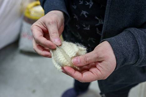 The special properties of Finnish sheep wool are, for example, curl and shine.  A hood wound from a Finnish sheep in the hands of Päivi Hämäläinen in Pirti's Spinning Mill.