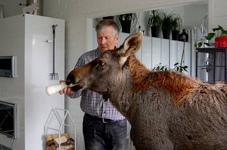 Nordic Wildlife Caren perustaja Markku Harju ruokki hirveä kotinsa sisätiloissa Mustasaaressa lokakuussa 2019. 