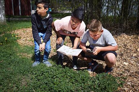 Darin Maruf (vas.), Karl Quinto ja Adil Benattabou löysivät Kirstin koulun pihamaalta nokkosia. Quinto (kesk.) vertaa nuorta kasvustoa kasvikirjan kuvaan.