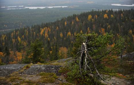 Vaaramaisema Iivaaran laelta Kuusamosta syyskuussa 2013. Iivaaran ympäristössä on Metsähallituksen omistuksessa oleva suojelualue.