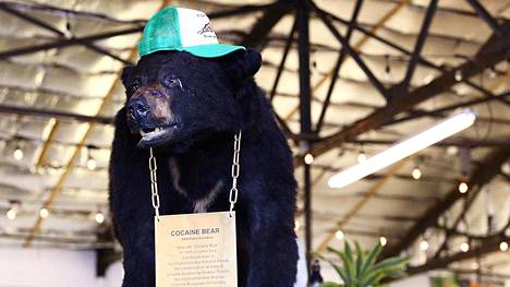 Elokuvat | Metsässä elänyt karhu kuoli kokaiinin yliannostukseen ja päätyi maskotiksi: Surullisen tapauksen taustalla on hurja tapahtumaketju, ja siitä tehdään nyt elokuvaa