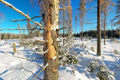 Metsätalous on Suomelle yhä tärkeää. Ilmastonmuutos voi parantaa metsien kasvua, mutta se tuo myös uusia, yllättäviä riskejä. Kuvassa kirjanpainajakuoriaisen tappamia kuusia Elimäellä. 