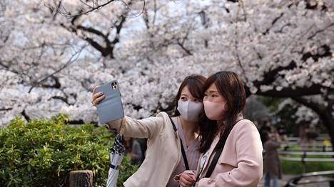 Japani | Japanin kirsikkapuut ovat täydessä kukassa, vaikka on vasta maaliskuu – taustalla luultavasti ilmastonmuutos