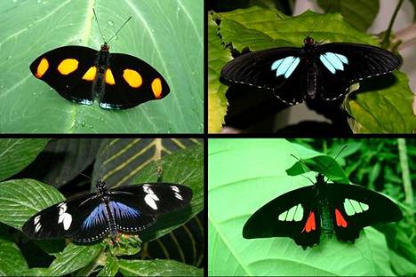 Mustimmat perhosen siivet imevät yli 99,95 prosenttia valosta - Tiede |  