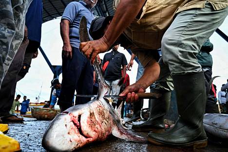 Hait ovat yksiä eläinlajeja, jotka kärsivät liikakalastuksesta. Hain eviä leikataan kalasatamassa Banda Acehissa, Indonesiassa.