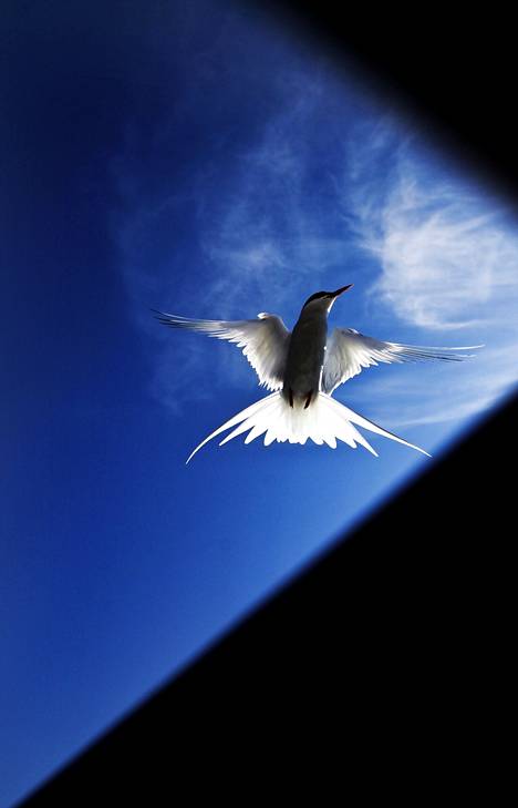 Lapintiiran vuosittainen muuttomatka on koko eläinkunnan pisin. Charlotte McConaghy käytti lintua romaanissaan vertauskuvana rohkeudelle.
