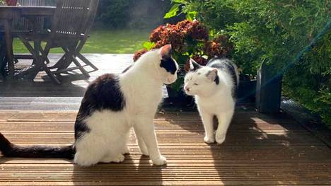 Stubbin perheen kissat Milo ja Nala kuvattuna kesällä. Nala-kissa kuvassa oikealla.