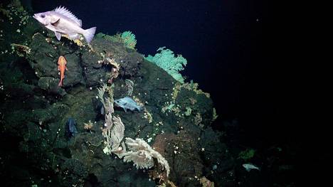 The slopes of the new, newly discovered mountain are populated by, among other things, corals, sea anemones, snake stars and sponges. Many kinds of fish swim among them.