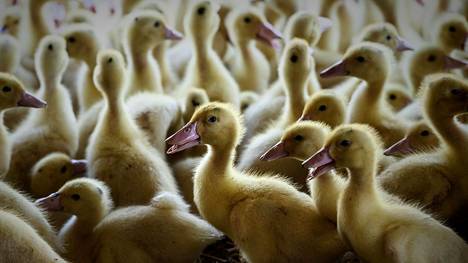 Ranska | Ranskan siipikarjassa lintuinfluenssaa, kaikkiaan 600 000 lintua teurastetaan