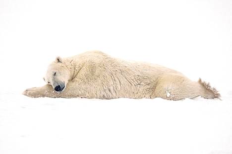 Jää on jääkarhuille elinehto. Ilmastonmuutoksen myötä jääalueet supistuvat ja karhujen elintilat pienenevät.