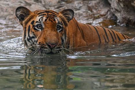 Bengalintiikeri altaassa eläintarhassa Mumbaissa, Intiassa. 75 prosenttia maailman tiikereistä elää Intiassa.