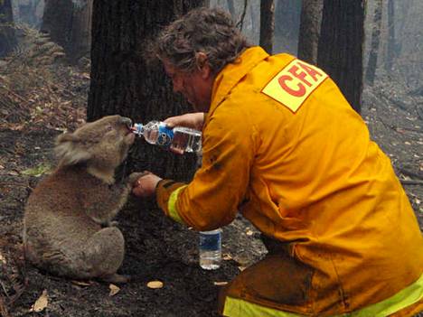 Vapaaehtoinen palomies Dave Tree pelasti Sam-nimisen koalan liekeistä ja tarjosi sille vettä.
