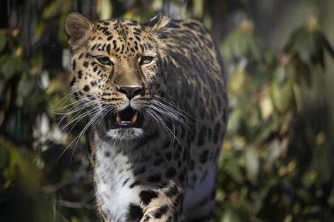 Amurinleopardeja on jäljellä luonnossa vain noin sata yksilöä.