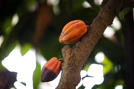 The visitor center has a tropical conservatory with a temperature of 25 degrees and a humidity of about 90%. The garden grows, among other things, the fruits of the cocoa tree shown in the picture. 