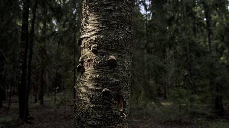 Helsinkiin on syntymässä suuri, ”ruotsalaismallinen” luonnon­suojelualue