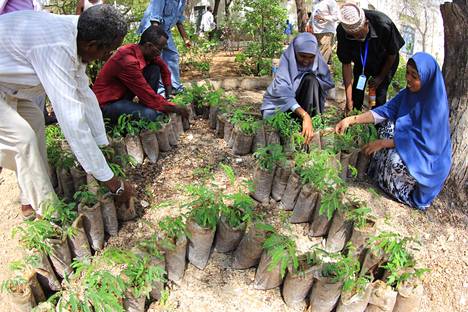Somalian ministeriön henkilökunta valmisteli puiden taimia ennen Mogadishussa aloitettua kampanjaa puiden istuttamiseksi keväällä 2013.