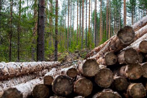 Puupino Evon retkeilyalueella Hämeenlinnassa. Evon suuresta metsäalueesta on kaavailtu uutta tiedekansallispuistoa, mutta hanke kaatui tällä hallituskaudella keskustan vastustukseen. 