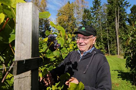 Viiniköynnökset teettävät paljon työtä tarhurilla. Versoja on leikattava heinäkuussa melkein viikoittain, sanoo Juha Karvonen. Muuten köynnös käyttää voimansa kasvuun eikä rypäleisiin.