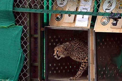 Afrikkalaisgepardi vapautettiin vapautettiin aitaukseen Kunon kansallispuistossa viime vuonna.