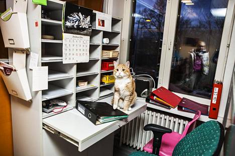 Sokea kissa Zatoichi vietti joulua 2014 Helsingin eläinsuojeluyhdistyksen toimistolla.