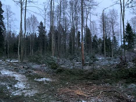 Luonnonsuojelijoiden kuvaamia kuvia Träskandan metsästä maanantaina.