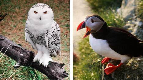 Pohjoisen linnuista sukupuutto uhkaa muun muassa tunturipöllöä ja lunnia.