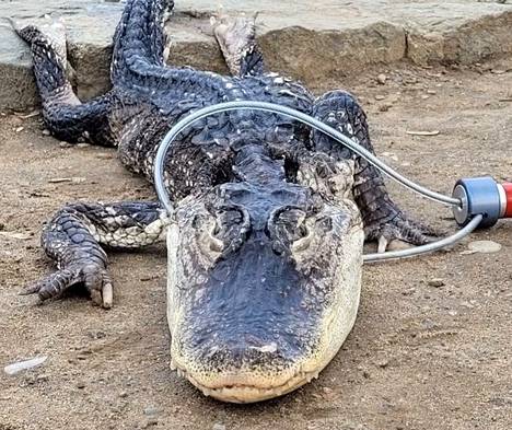 Alligaattori löydettiin huonokuntoisena kaupunkipuiston järvestä New Yorkissa Yhdysvalloissa.