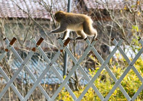 Apina kiipeili vaaravyöyhykkeen rajaavalla aidalla lähellä Fukushimaa joulukuussa 2022.