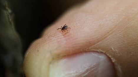 Puutiainen eli punkki on pieni hämähäkkieläin, joka imee verta ja voi levittää tauteja.