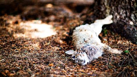 Eläimet | Kuolinkamppailua käyvät city­kanit hämmentävät Helsingissä – Eläin­lääkäri kertoo, miten sairaan tai kuolleen villi­eläimen kohdatessa tulee toimia