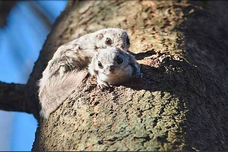 Helsingissä joka kevät tehtävä liito-oravien inventointi perustuu papanapuihin eli niihin puihin, joiden alta löytyy keväällä keltaisia ulosteita.
